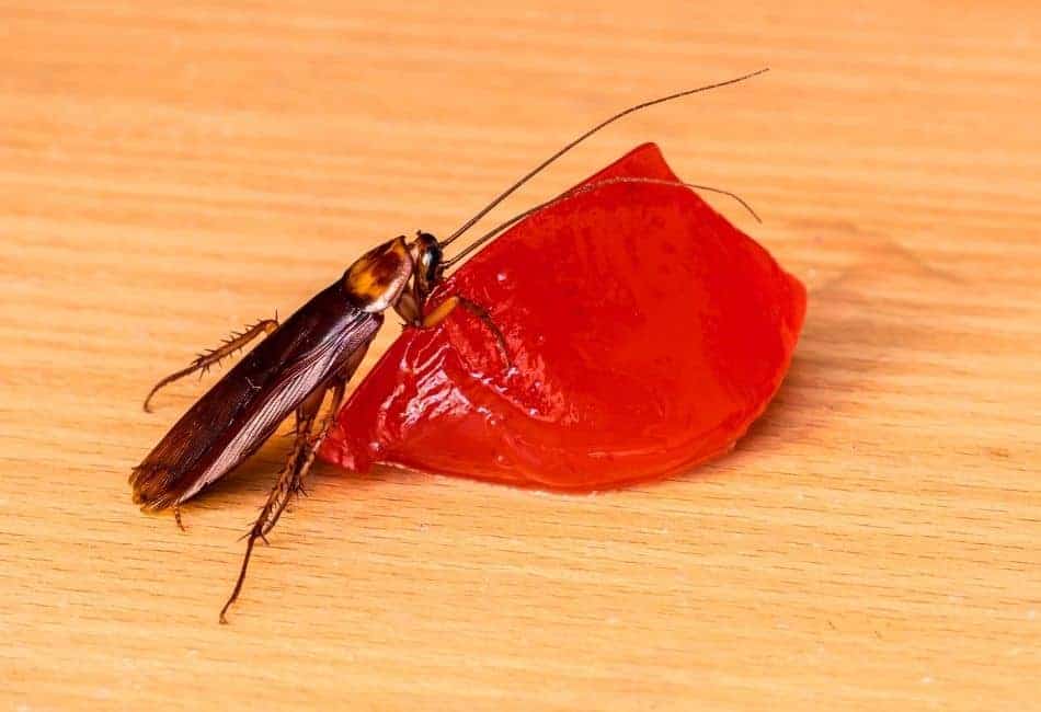 Cockroach gel bait