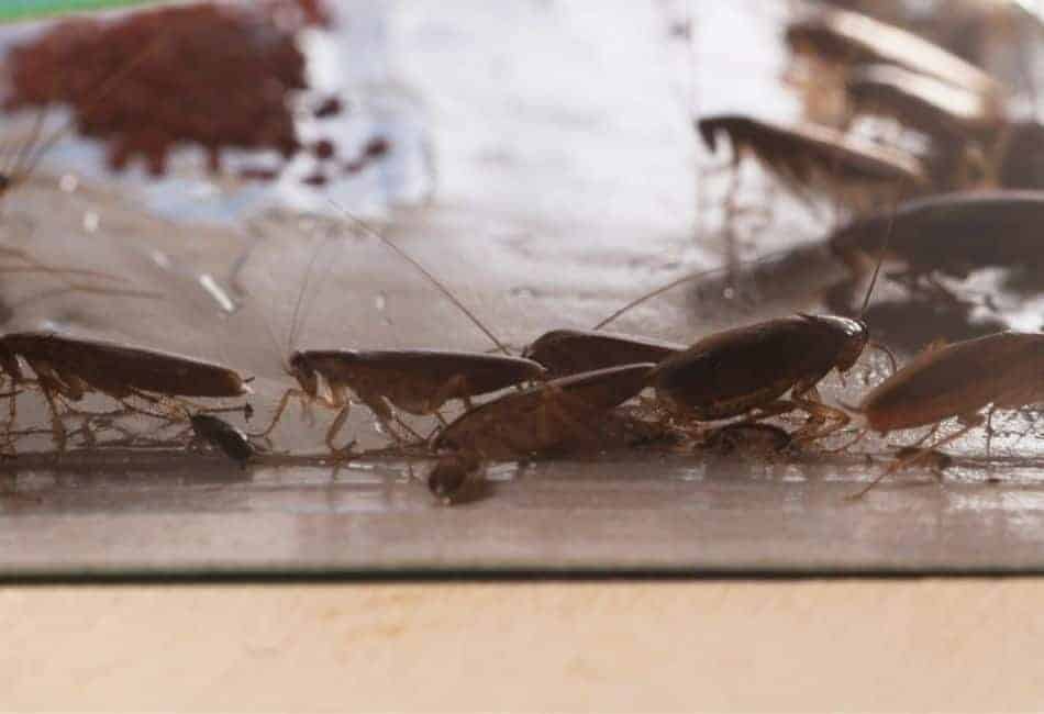 Cockroach glue trap
