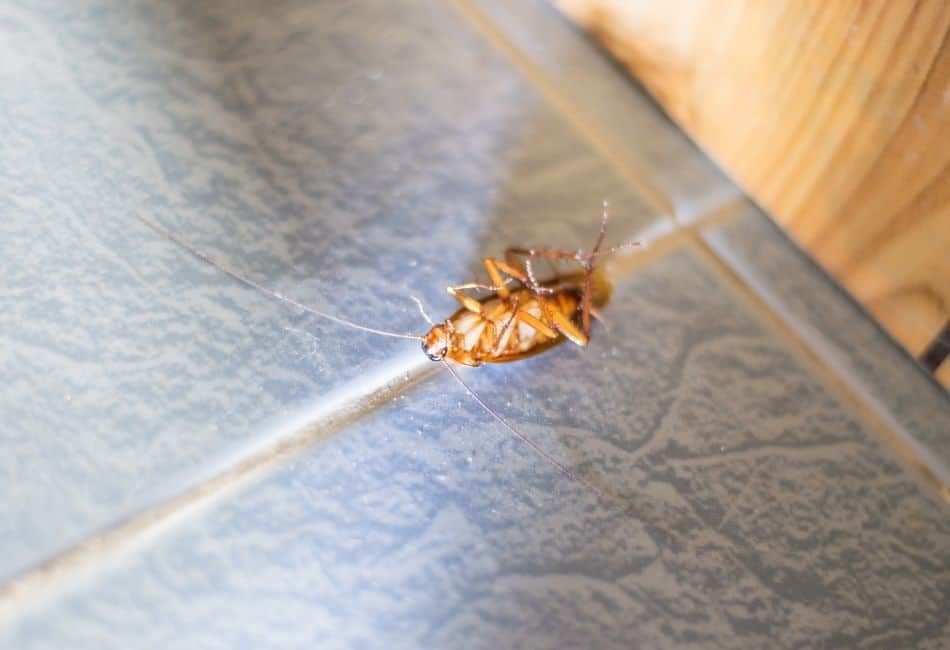 Cockroach in kitchen cabinet