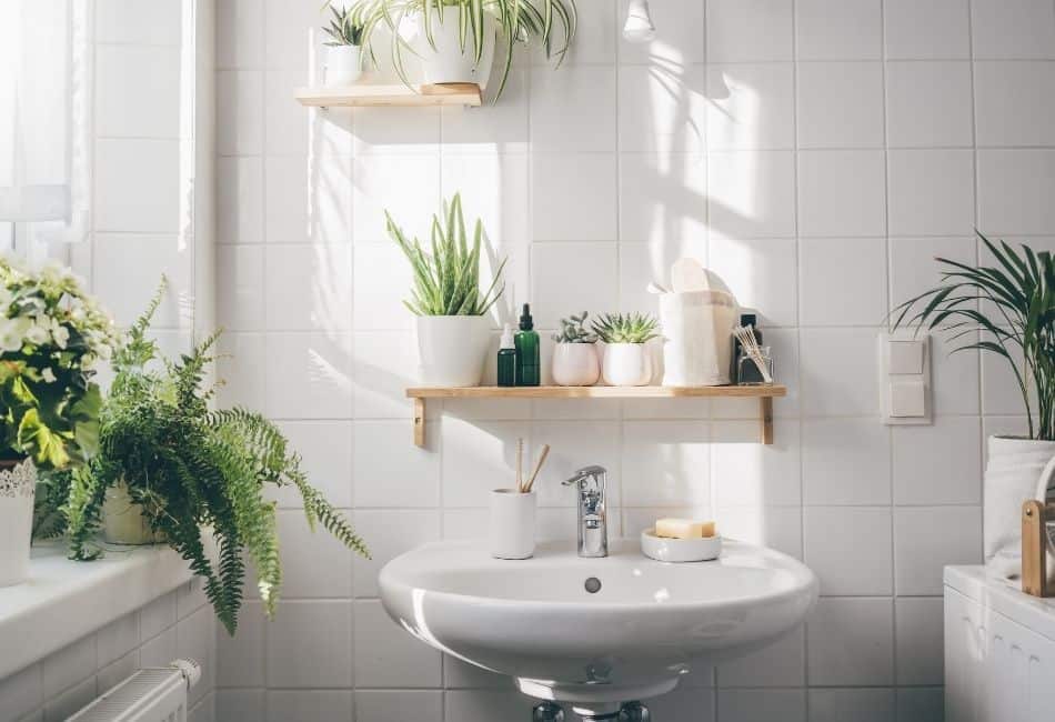green plants in bathroom