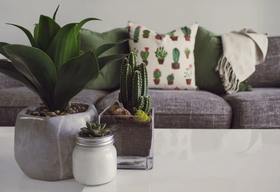 indoor plant on a center table