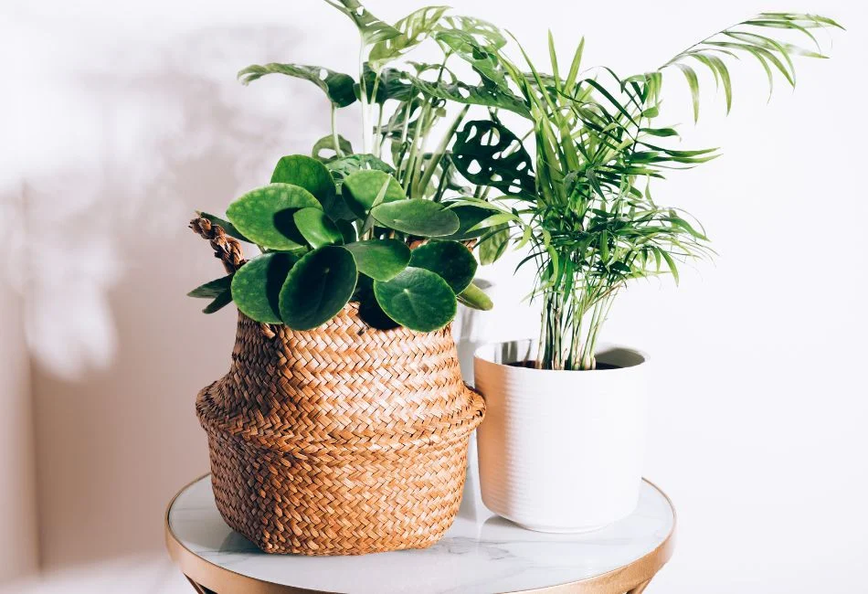 different house plants with different leaves