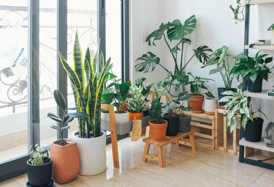different types of indoor plants
