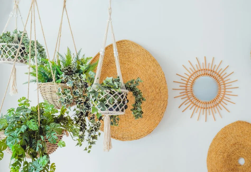 hanging indoor plants with wall decorations