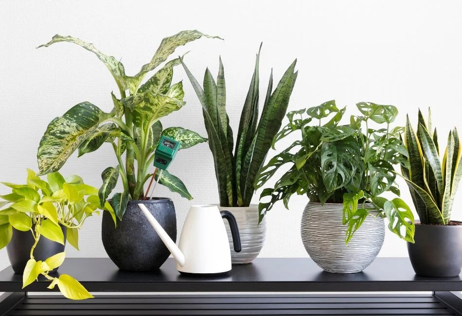 indoor plant types for variety