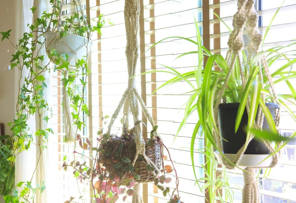 indoor plants hanging by the window