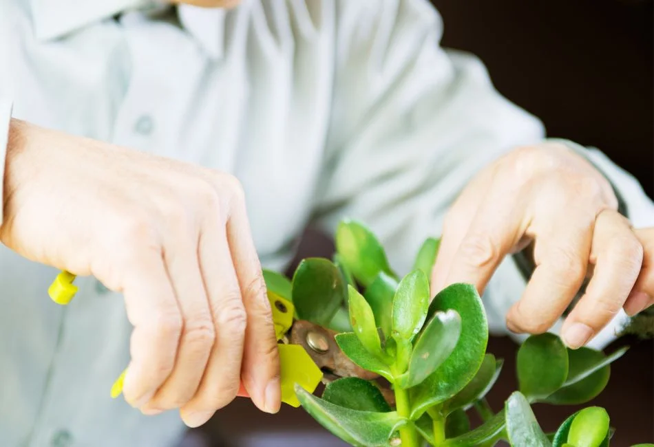 man pruning indoor plant