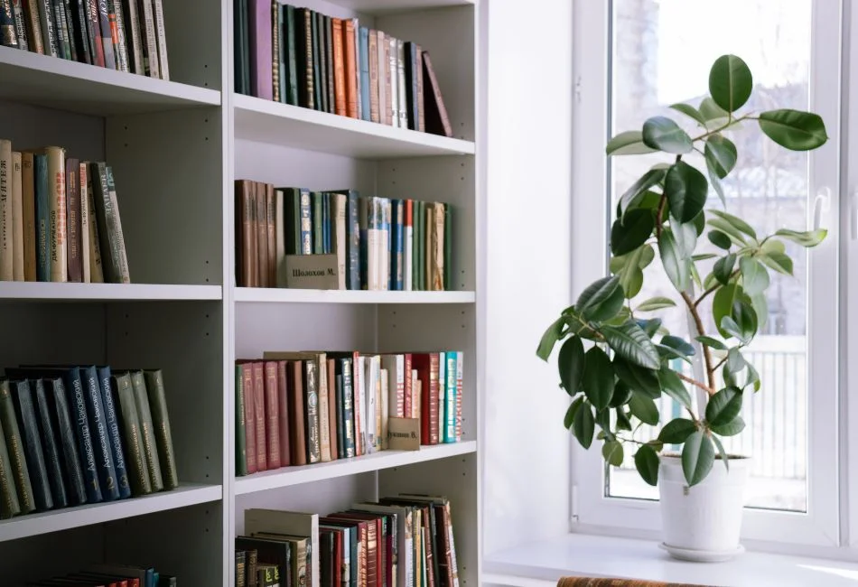 plant by the window for sunlight